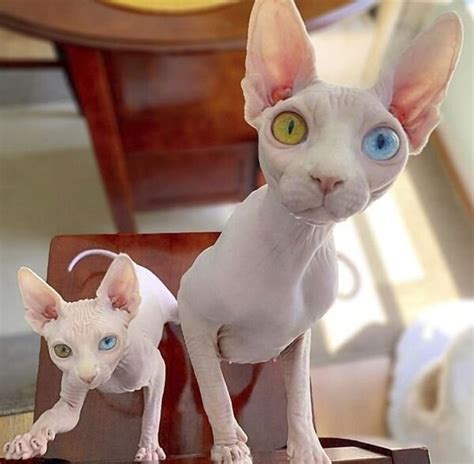favorite this post Oct 5 HUGE 245 LOT BARBIES/OTHERS/BUS/LRG HOUSE/KELLY HOUSE/100sACCESS/MISC. . Sphynx kittens for sale florida